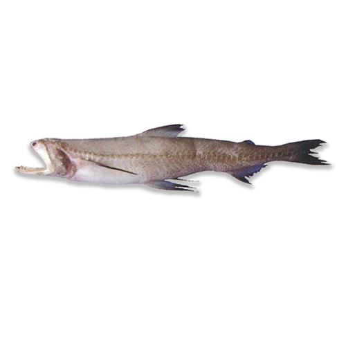 Bombay Duck